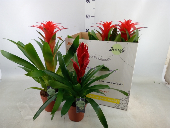 <h4>Bromelia   ...mix</h4>