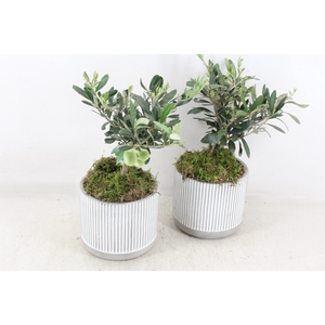 arr3 SN - Ker. streep pot x6 Olijf