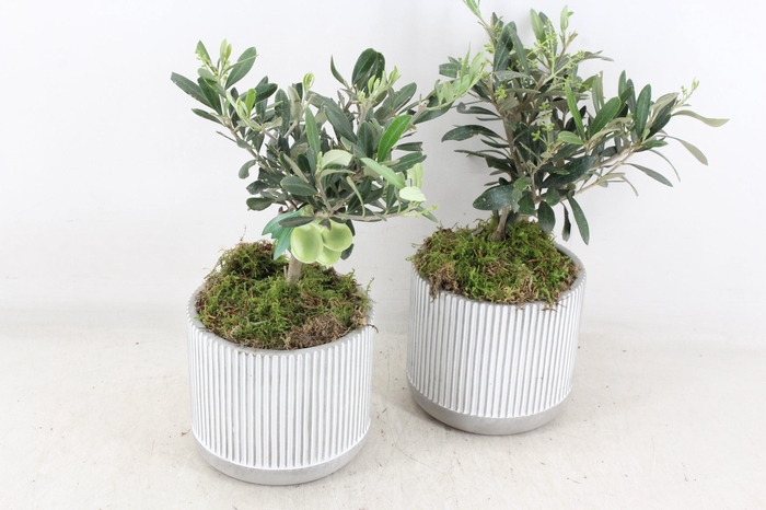 <h4>arr3 SN - Ker. streep pot x6 Olijf</h4>