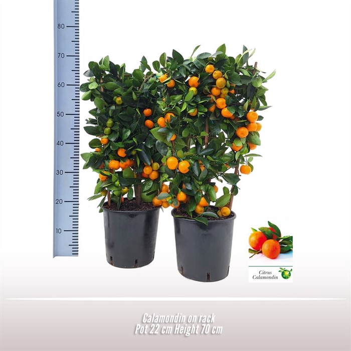 <h4>Calamondin op rek</h4>