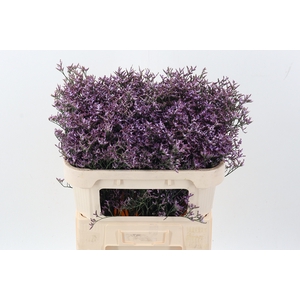 Lim Saf Lilac