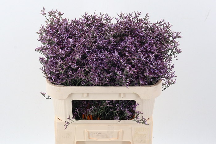<h4>Lim Saf Lilac</h4>