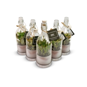 Crassula in Message in a Bottle