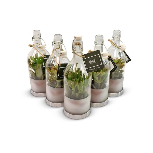 <h4>Crassula in Message in a Bottle</h4>