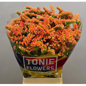 LIMONIUM SINUATUM 'ROYAL ORANGE'