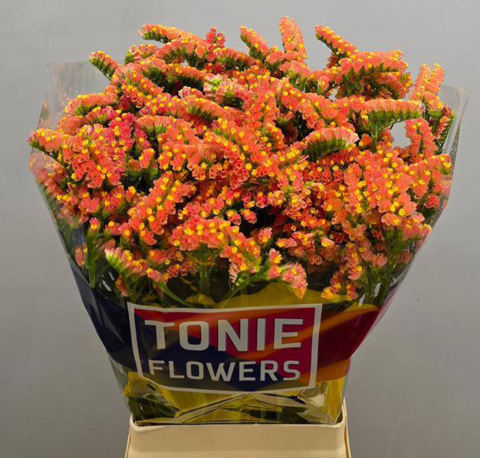 <h4>LIMONIUM SINUATUM 'ROYAL ORANGE'</h4>