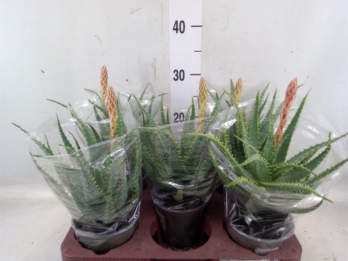 <h4>Aloe arborescens</h4>