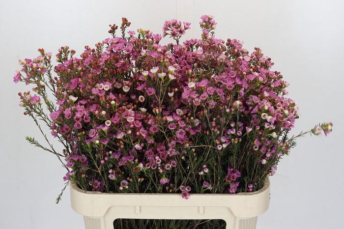 <h4>Chamelaucium Adi</h4>