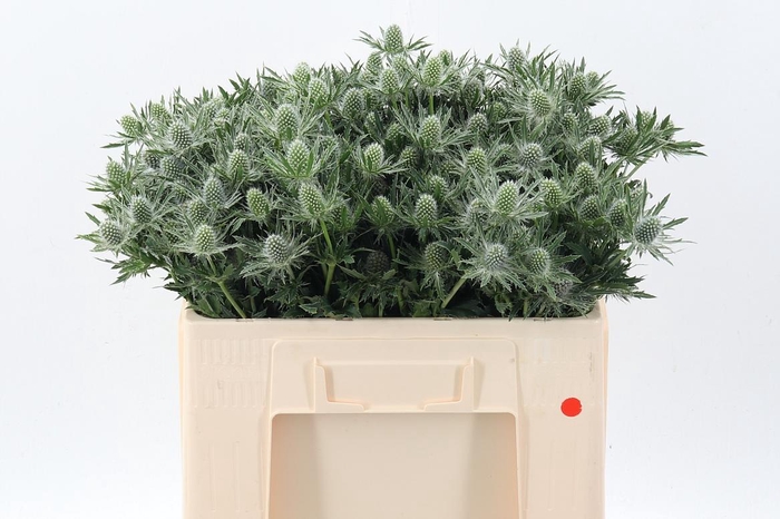 <h4>Eryn Sirius Qstar</h4>