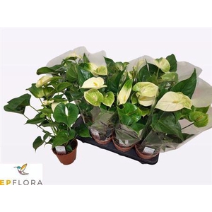 Anthu Whisperin Love 4+