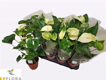 <h4>Anthu Whisperin Love 4+</h4>