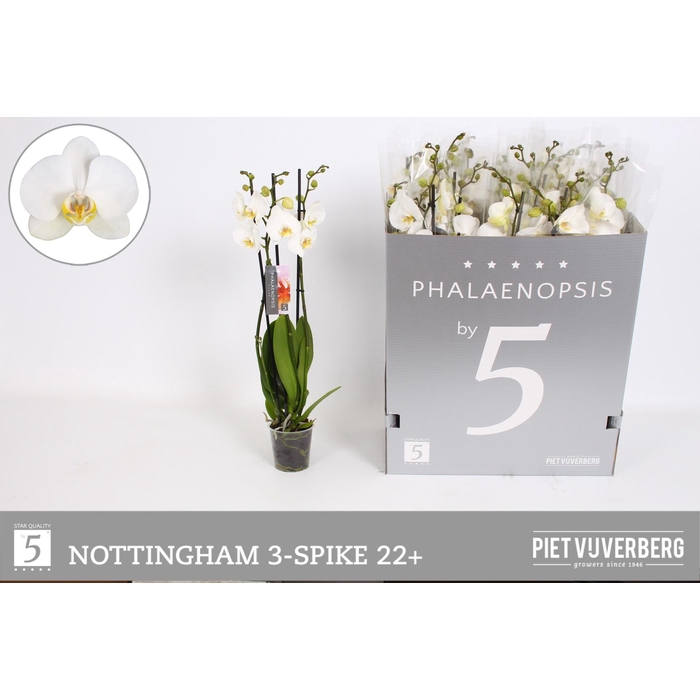 <h4>PHAL AN NOTTINGHAM</h4>