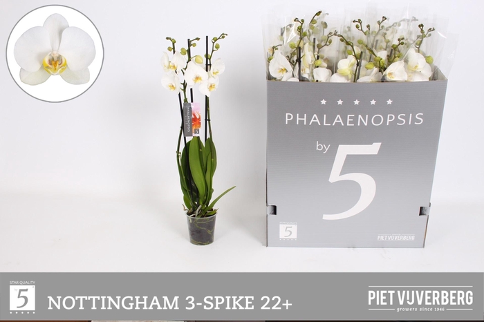 <h4>PHAL AN NOTTINGHAM</h4>