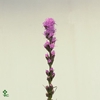 Liatris Blue Bird