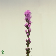 Liatris Blue Bird