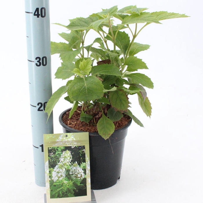 <h4>Hydrangea quercifolia 'Black Porch'</h4>