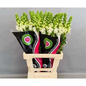 ANTIRRHINUM POTOMAC WHITE