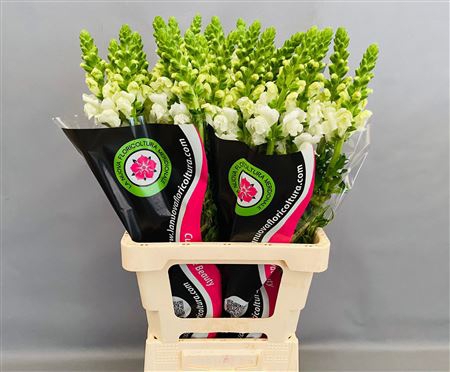 ANTIRRHINUM POTOMAC WHITE