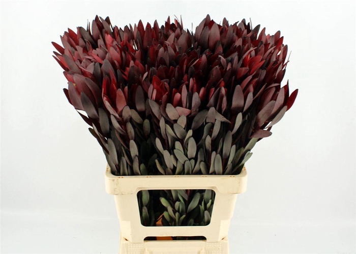 <h4>Leucad Safari Sunset 70cm</h4>