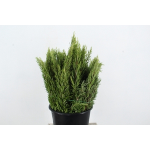 ROSMARINUS OFFICINALIS