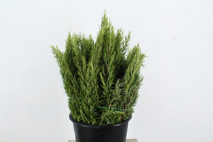 <h4>ROSMARINUS OFFICINALIS</h4>