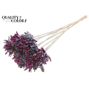 Shola Slice Pine 6cm on stem Splashed Light Blue/Cerise
