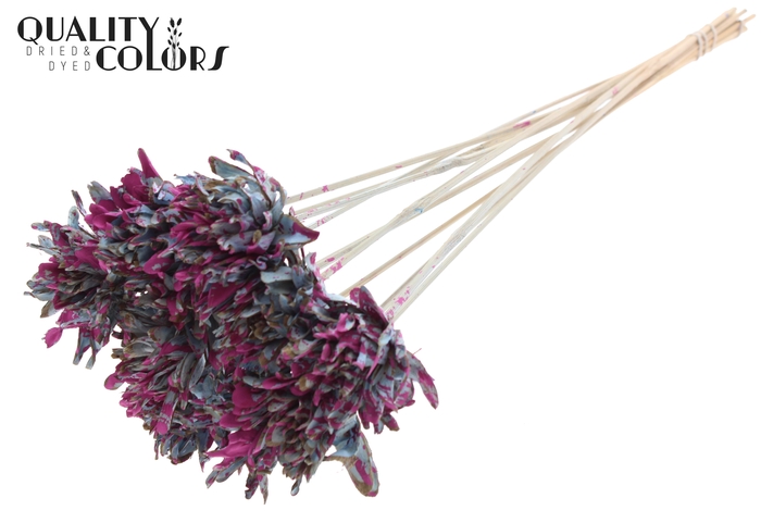 Shola Slice Pine 6cm on stem Splashed Light Blue/Cerise