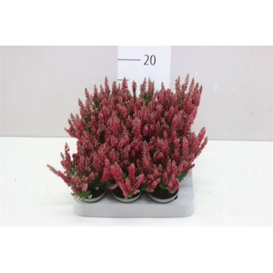 Calluna Mini Beauty Lady Rood