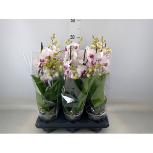Phalaenopsis multi. 'FC Safe Haven'