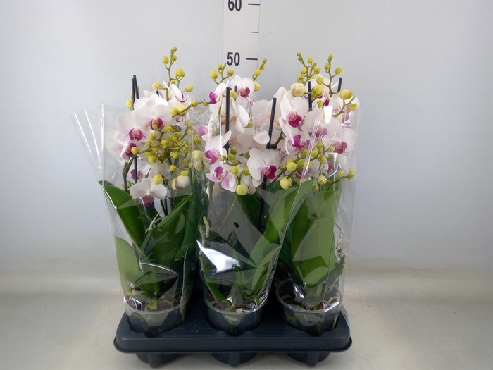 <h4>Phalaenopsis multi. 'FC Safe Haven'</h4>