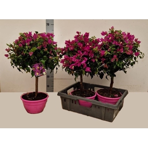 BOUGAINV ALEXANDRA