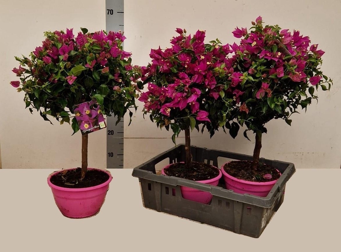 <h4>BOUGAINV ALEXANDRA</h4>