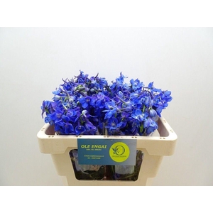 DELPH EN VOLKERFRIED