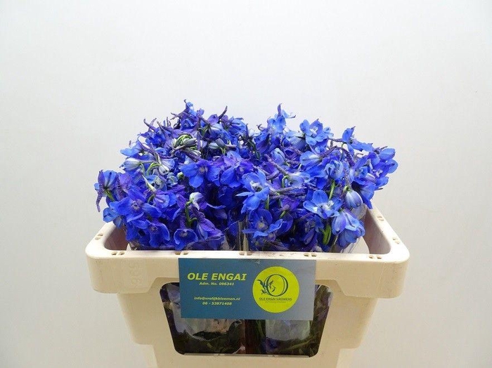 <h4>DELPH EN VOLKERFRIED</h4>