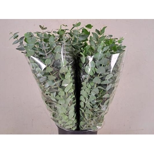 Eucalyptus Cinerea Bs 200g