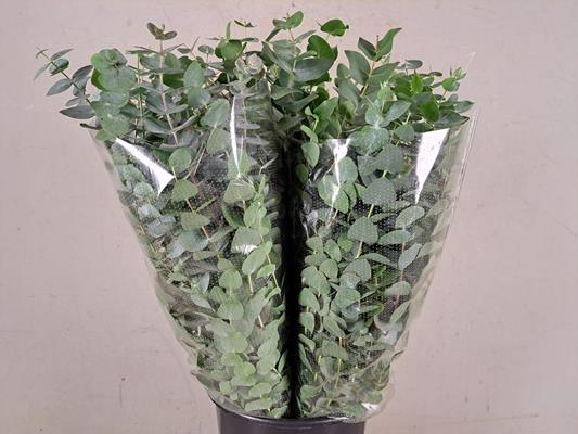 <h4>Eucalyptus Cinerea Bs 200g</h4>