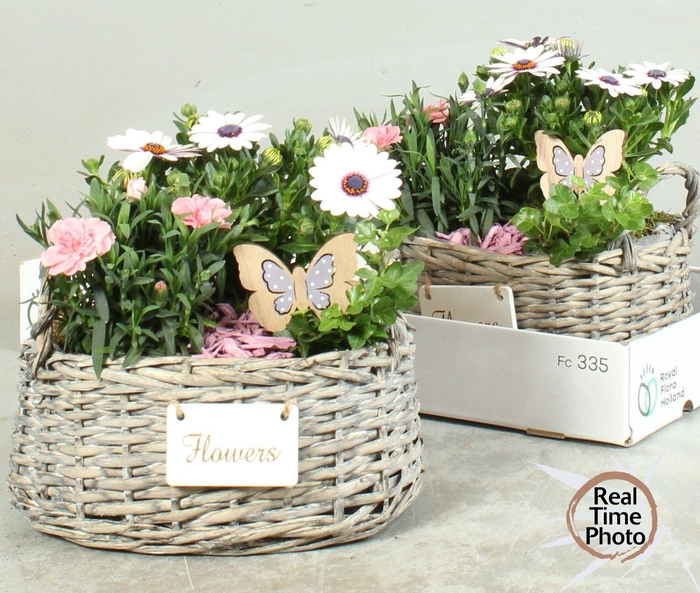 <h4>ARR TUINPLANTEN</h4>