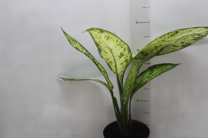 <h4>DIEF. VESUVIUS P17</h4>