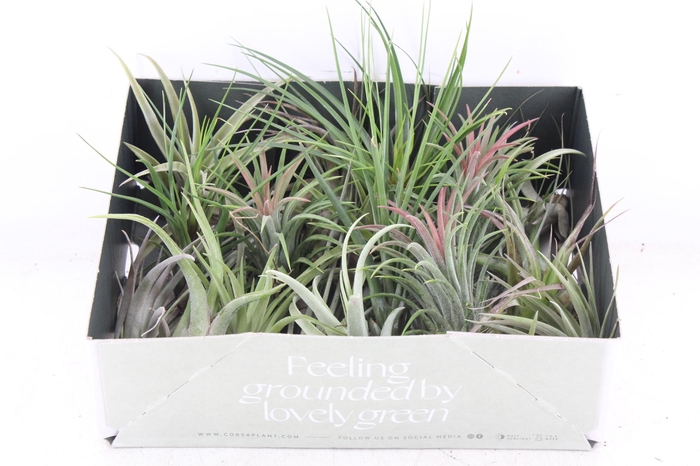 <h4>arr3 CP - Till. Doos mix x20</h4>