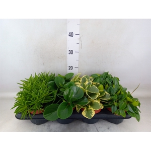 Peperomia   ...mix