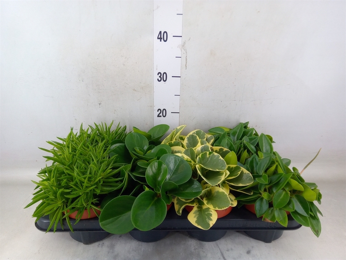 <h4>Peperomia   ...mix</h4>