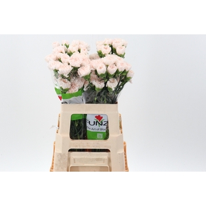 Di St Brut 60cm
