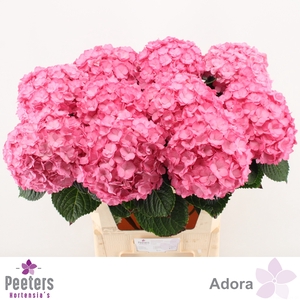 HYDR M ADORA
