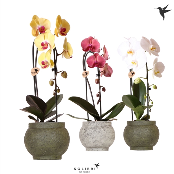 <h4>Phalaenopsis Elegant Cascade</h4>