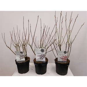 Salix mix bush p19