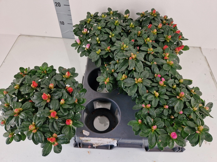 <h4>RHODO SI GEM</h4>