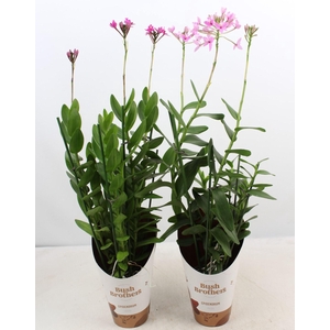 Epidendrum mix 3 tak