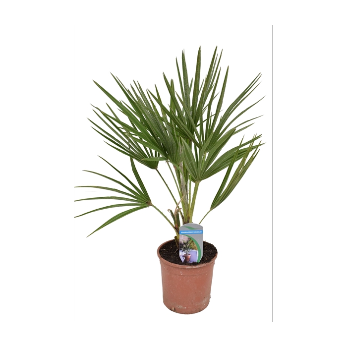 <h4>Chamaerops humilis P14</h4>