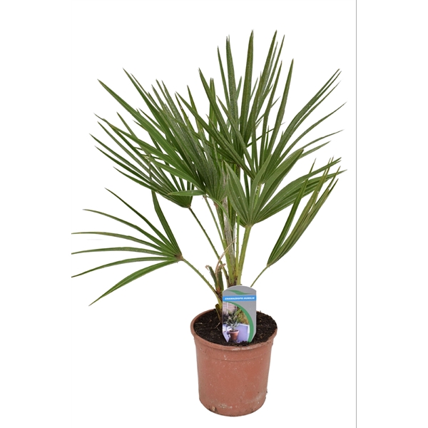 Chamaerops humilis P14