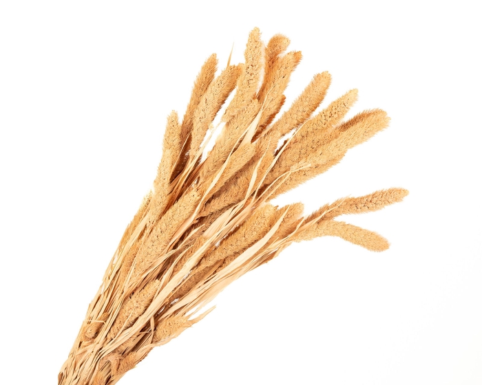 <h4>Setarea Pendula Coral Misty</h4>